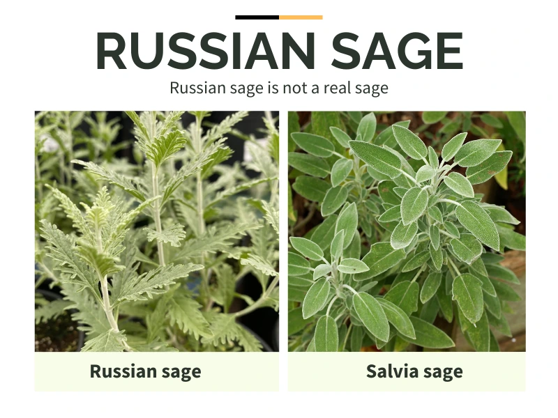 Russian sage is not a real sage