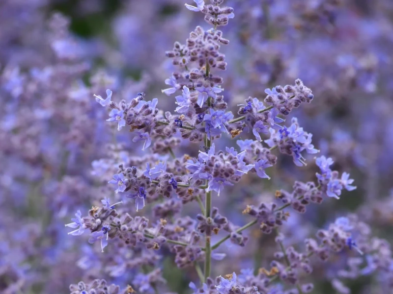 Russian sage pollinations