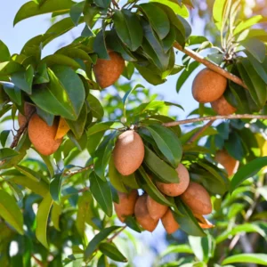Sapodilla Fruit Tree Live Plant - Sapote Tree 6-10 Inches