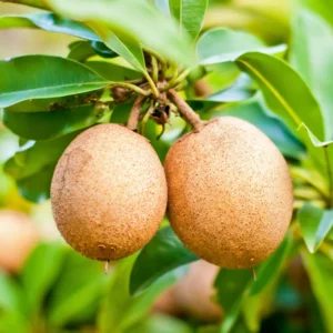 Sapodilla Fruit Tree Live Plant - Sapote Tree 6-10 Inches