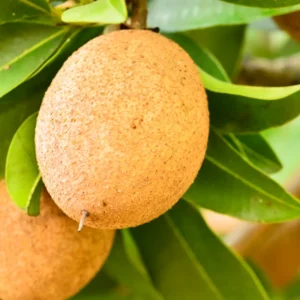Sapodilla Fruit Tree Live Plant - Sapote Tree 6-10 Inches