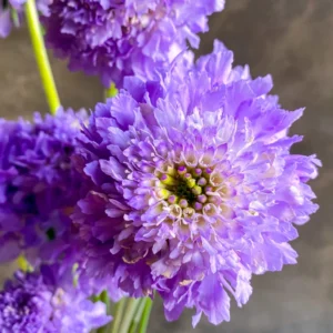 Scabiosa Plants: Pincushion Flower Outdoor Planting 4-6 Inches