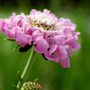 Scabiosa Plants: Pincushion Flower Outdoor Planting 4-6 Inches