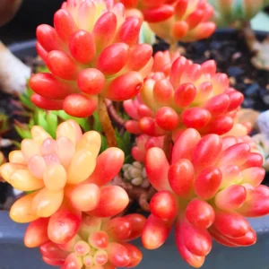 Sedum Jelly Bean Plant - 4 Inch Potted Succulent Live