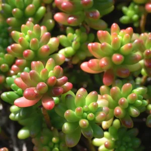 Sedum Jelly Bean Plant - 4 Inch Potted Succulent Live