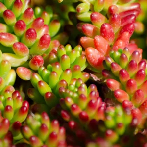Sedum Jelly Bean Plant - 4 Inch Potted Succulent Live