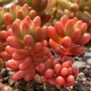 Sedum Jelly Bean Plant - 4 Inch Potted Succulent Live