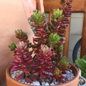 Sedum Jelly Bean Plant - 4 Inch Potted Succulent Live