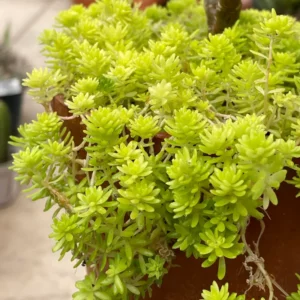 Sedum Tokyo Sun Plant - Yellow Stonecrop Succulent - 4 Inch Live Plant