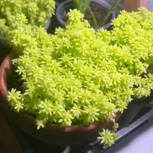 Sedum Tokyo Sun Plant - Yellow Stonecrop Succulent - 4 Inch Live Plant