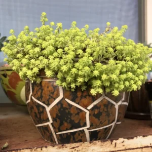 Sedum Tokyo Sun Plant - Yellow Stonecrop Succulent - 4 Inch Live Plant
