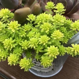 Sedum Tokyo Sun Plant - Yellow Stonecrop Succulent - 4 Inch Live Plant