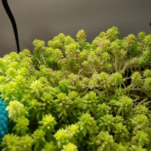 Sedum Tokyo Sun Plant - Yellow Stonecrop Succulent - 4 Inch Live Plant