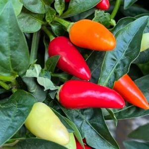 Serrano Hot Pepper Plant - Vegetable Plant - 2.5 Inch Pot - Grow Your Own Peppers