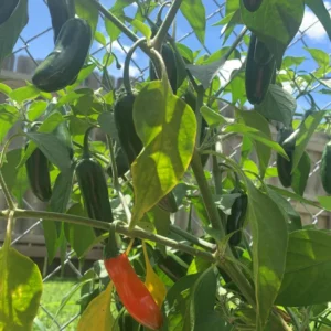 Serrano Hot Pepper Plant - Vegetable Plant - 2.5 Inch Pot - Grow Your Own Peppers