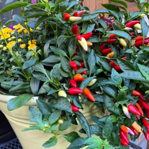 Serrano Hot Pepper Plant - Vegetable Plant - 2.5 Inch Pot - Grow Your Own Peppers