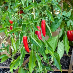 Serrano Hot Pepper Plant - Vegetable Plant - 2.5 Inch Pot - Grow Your Own Peppers