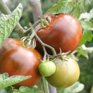 Set 4 Tomato Plants Live for Planting 5-9 Inches Tall Green