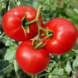 Set 4 Tomato Plants Live for Planting 5-9 Inches Tall Green