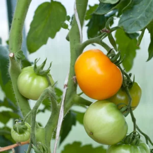 Set 4 Tomato Plants Live for Planting 5-9 Inches Tall Green