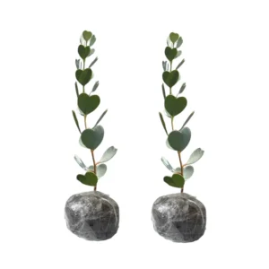 Silver Dollar Eucalyptus Trees Live Plant 3-6 Inches No Pot