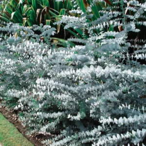 Silver Dollar Eucalyptus Trees Live Plant 3-6 Inches No Pot