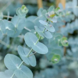 Silver Dollar Eucalyptus Trees Live Plant 3-6 Inches No Pot