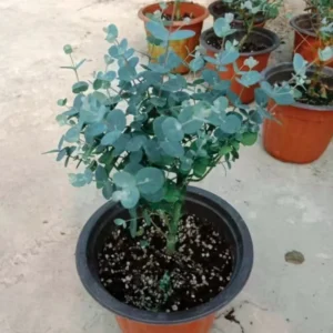 Silver Dollar Eucalyptus Trees Live Plant 3-6 Inches No Pot