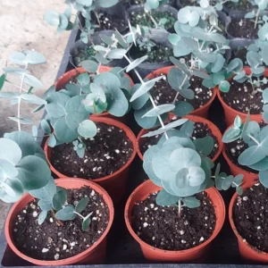 Silver Dollar Eucalyptus Trees Live Plant 3-6 Inches No Pot