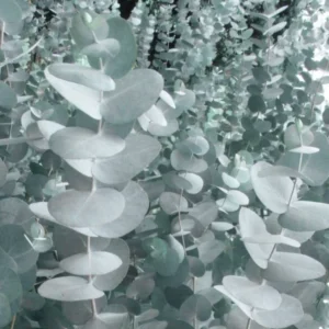 Silver Dollar Eucalyptus Trees Live Plant 3-6 Inches No Pot