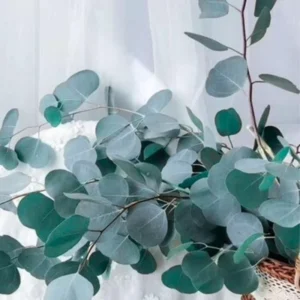 Silver Dollar Eucalyptus Trees Live Plant 3-6 Inches No Pot