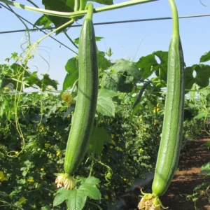 Smooth Luffa Plant 4" Pot - 4-8 Inch Tall - Fast Growing Sponge Gourd