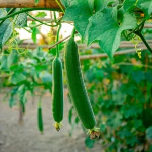 Smooth Luffa Plant 4