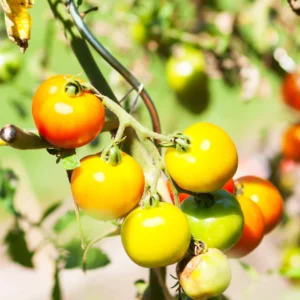 Snow White Cherry Tomato Plant Vegetable Plant 2.5 Inch Pot