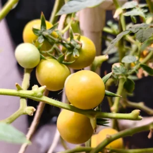 Snow White Cherry Tomato Plant Vegetable Plant 2.5 Inch Pot