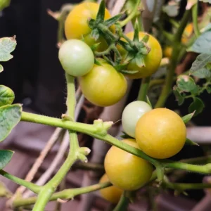 Snow White Cherry Tomato Plant Vegetable Plant 2.5 Inch Pot