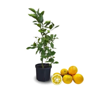 Sour Orange Trees Live Plants - Bitter Orange Fruit Tree - 2-3 ft - 1 Gallon Pot