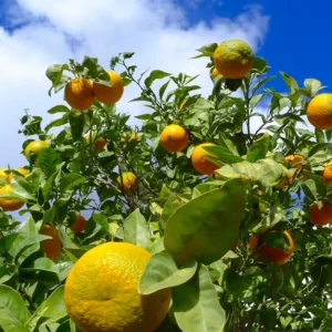 Sour Orange Trees Live Plants - Bitter Orange Fruit Tree - 2-3 ft - 1 Gallon Pot