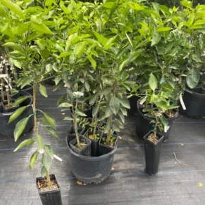 Sour Orange Trees Live Plants - Bitter Orange Fruit Tree - 2-3 ft - 1 Gallon Pot