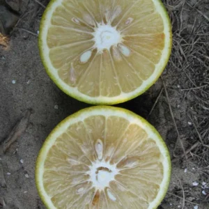 Sour Orange Trees Live Plants - Bitter Orange Fruit Tree - 2-3 ft - 1 Gallon Pot