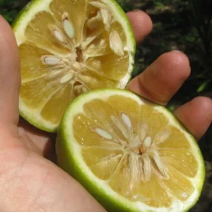 Sour Orange Trees Live Plants - Bitter Orange Fruit Tree - 2-3 ft - 1 Gallon Pot