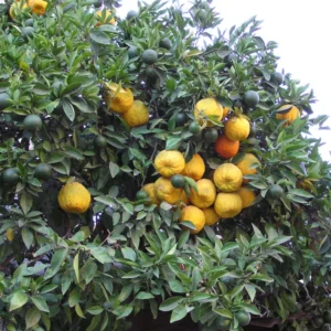 Sour Orange Trees Live Plants - Bitter Orange Fruit Tree - 2-3 ft - 1 Gallon Pot