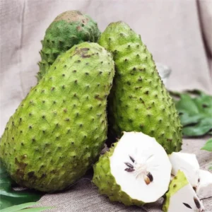 Soursop Trees Live Plants - Fruit Tree - 2 to 3 Feet Tall - 1 Gallon Pot