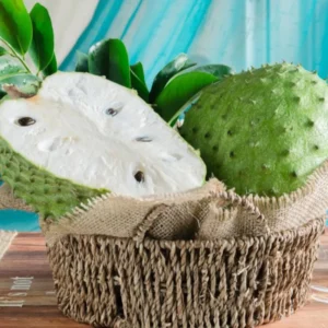 Soursop Trees Live Plants - Fruit Tree - 2 to 3 Feet Tall - 1 Gallon Pot