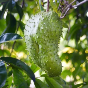 Soursop Trees Live Plants - Fruit Tree - 2 to 3 Feet Tall - 1 Gallon Pot