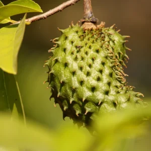 Soursop Trees Live Plants - Fruit Tree - 2 to 3 Feet Tall - 1 Gallon Pot