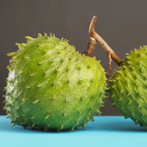 Soursop Trees Live Plants - Fruit Tree - 2 to 3 Feet Tall - 1 Gallon Pot