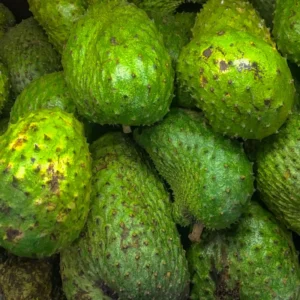 Soursop Trees Live Plants - Fruit Tree - 2 to 3 Feet Tall - 1 Gallon Pot