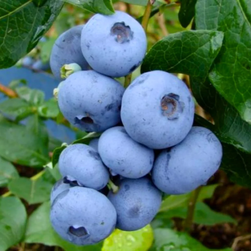 Springhigh Blueberry