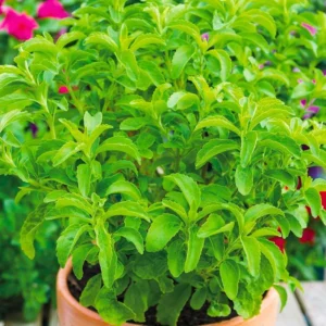 Stevia Plant Live Well Rooted Plug - 4-6 Inch Stevia Seedling Starter Plants